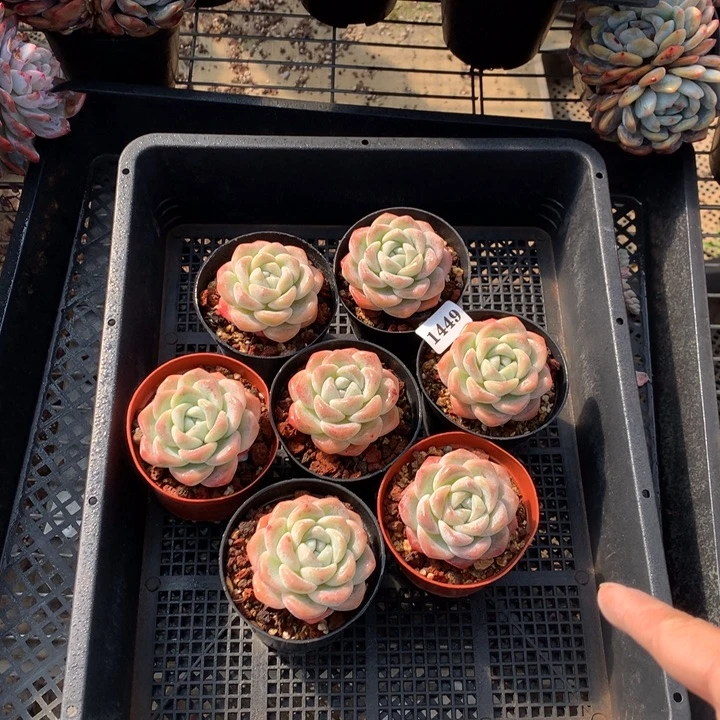 妮***肉1449七个冰玉嗯嗯嗯嗯嗯好喜欢