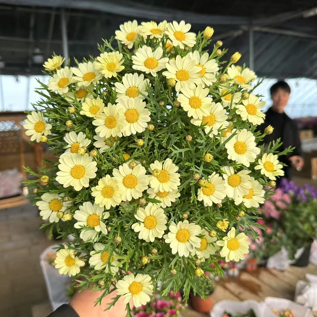 【李先生】（黄蜡笔）玛格丽特盆栽多年生植物四季开花庭院阳台易养护