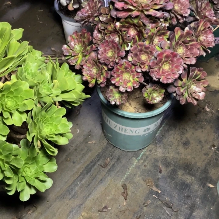 43红铜壶中多肉植物