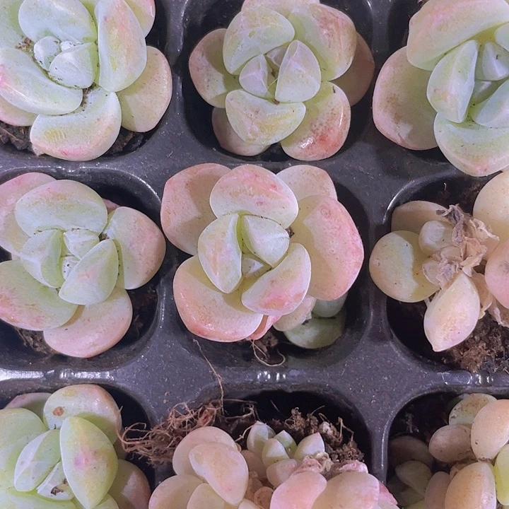 单双冰玉精品多肉