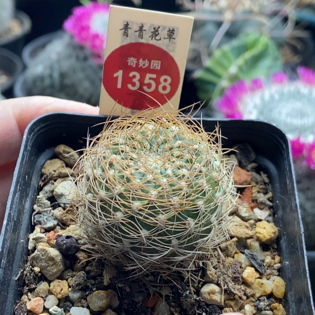 实生狂刺宝山一颗