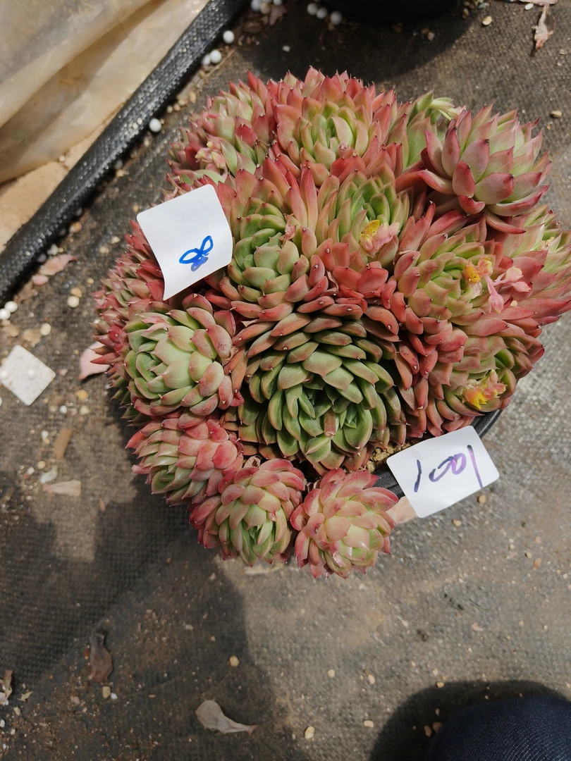 1001花掌柜精品杂交多肉1盆不售后