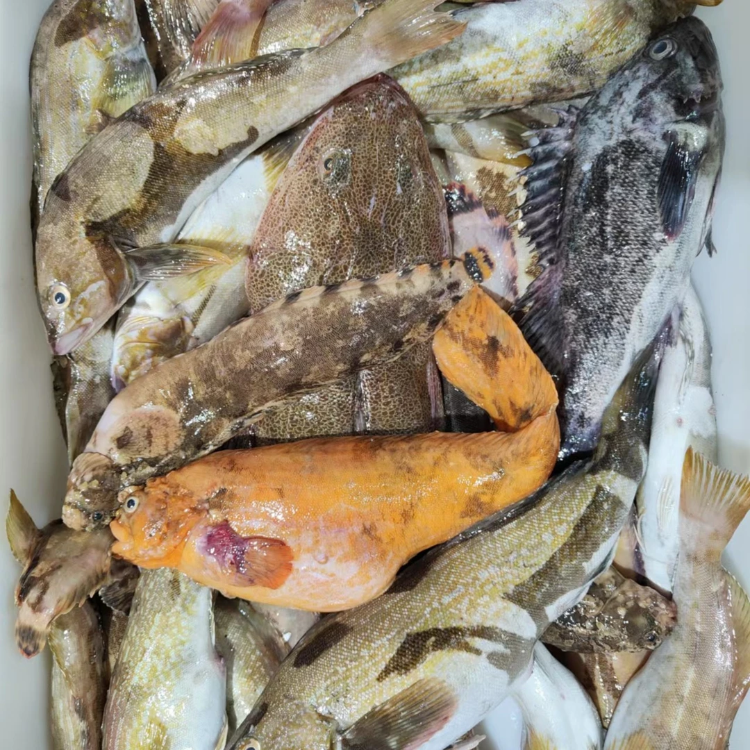 新鲜野生海捕鱼4斤起  顺丰冷链发货 外地冷冻发货