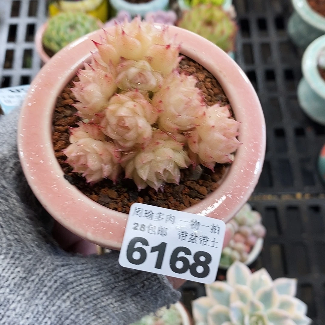 5厘米盆精控多肉6168