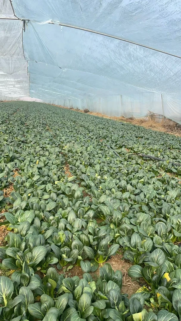 生态自然甜糯青菜霜降矮脚青菜新鲜蔬菜