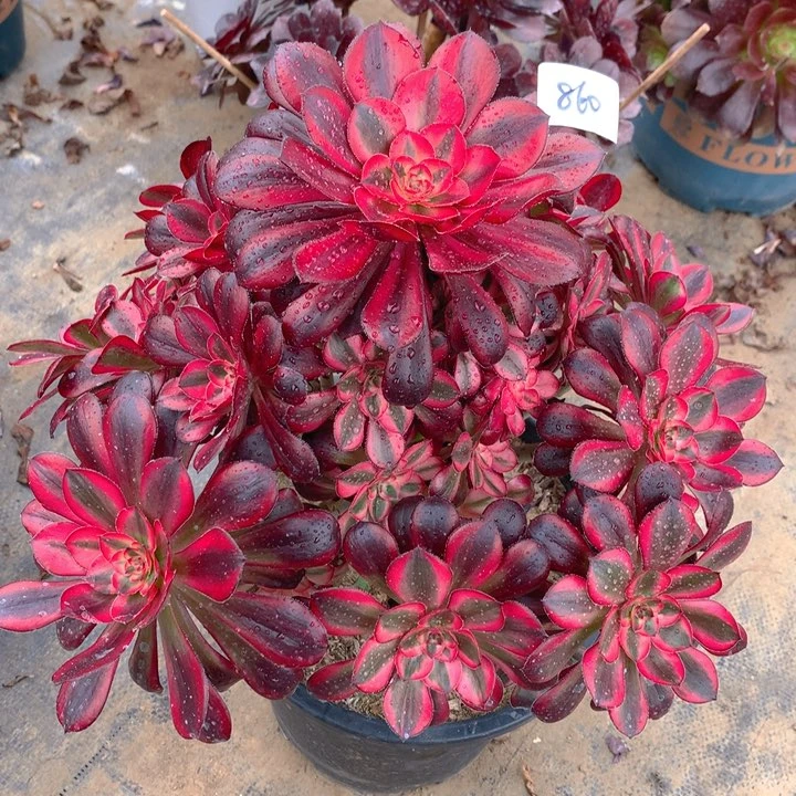 860香奈儿法师多肉