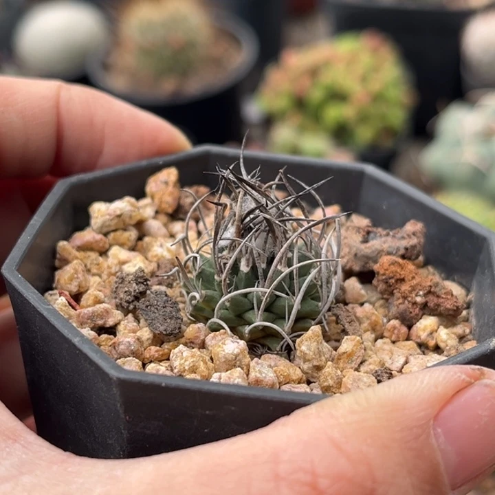 仙人球一物一拍实生