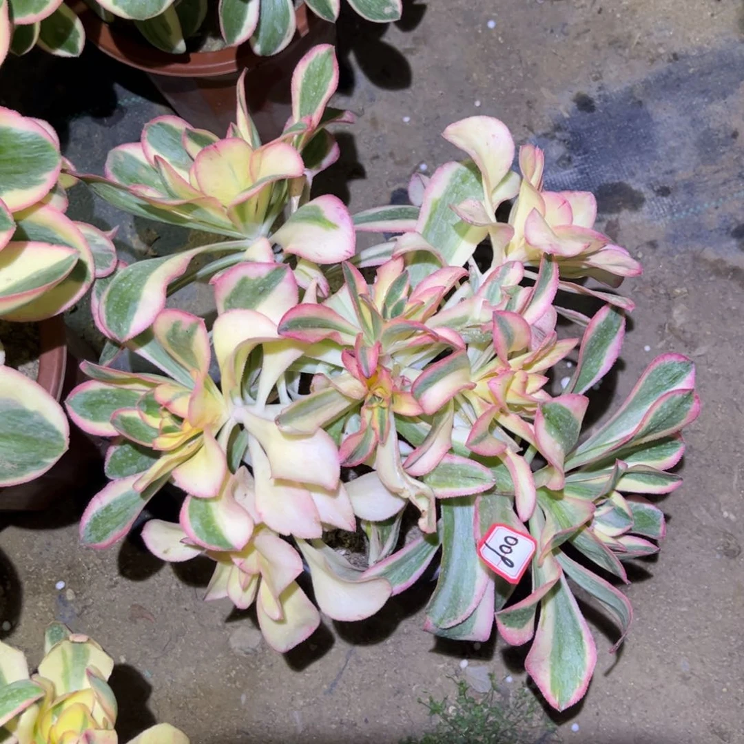 009多肉植物艳姿锦