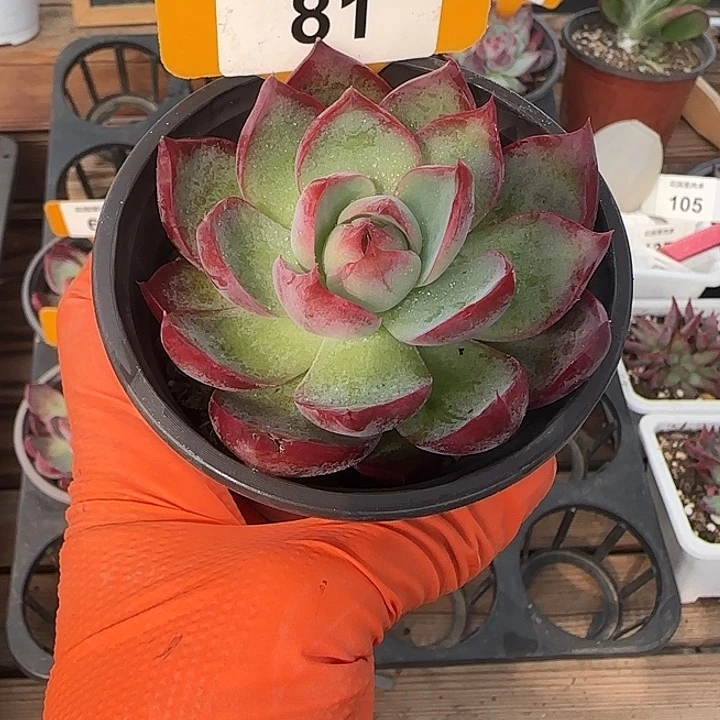 81 惊鸿仙子多肉植物
