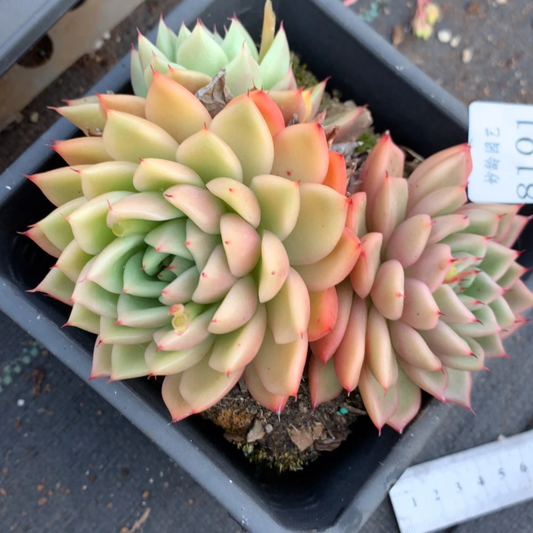 8101杂交多肉老桩