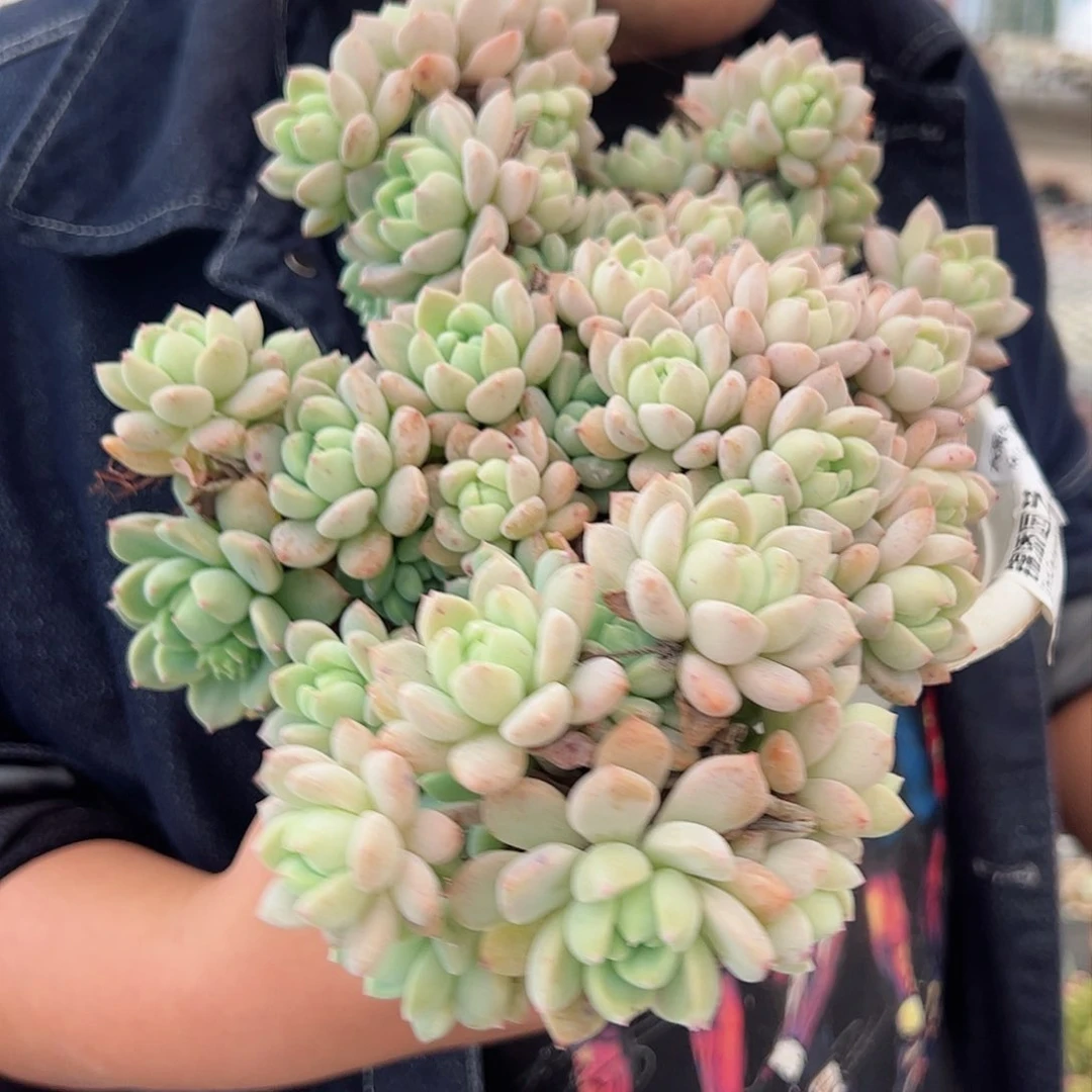 桃酥整装大盆群多肉植物