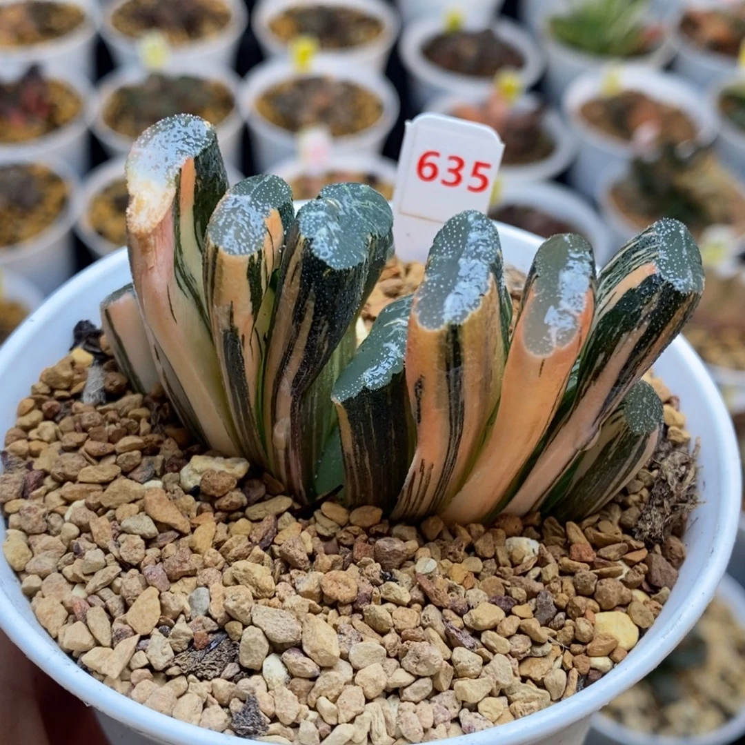 635号赤斑玉扇锦多肉