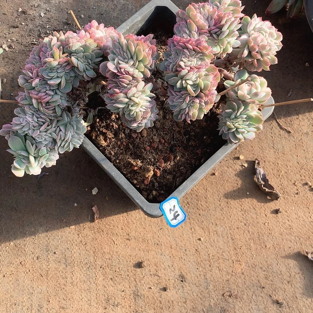 24贝瑞锦 一物一拍多肉