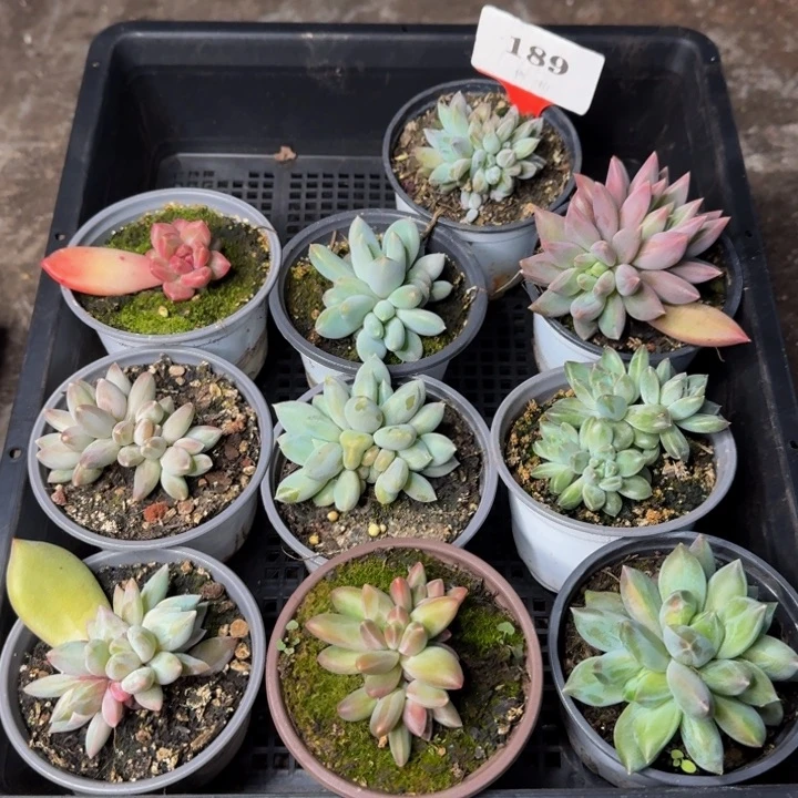 189多肉植物一物一拍