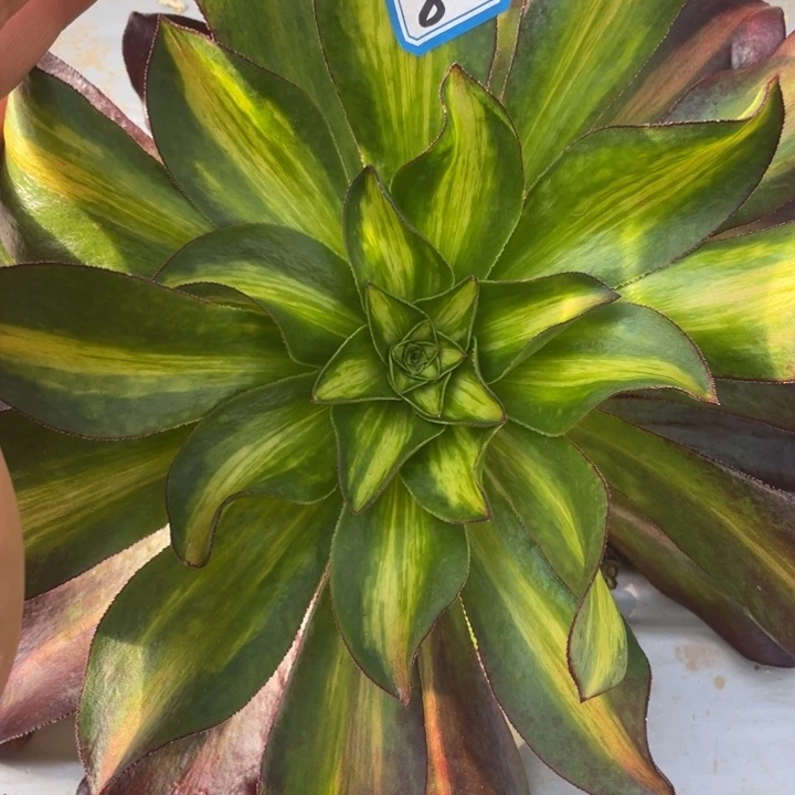 87魅影中班法师锦锦锦