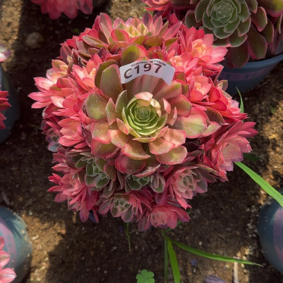 197黑魔锦多肉植物