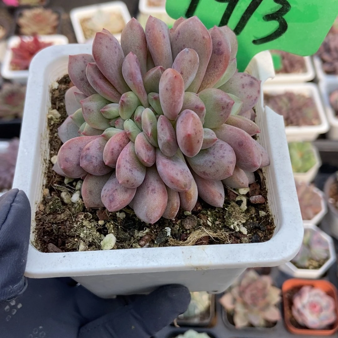 1913爱丽儿缀多肉植物多肉