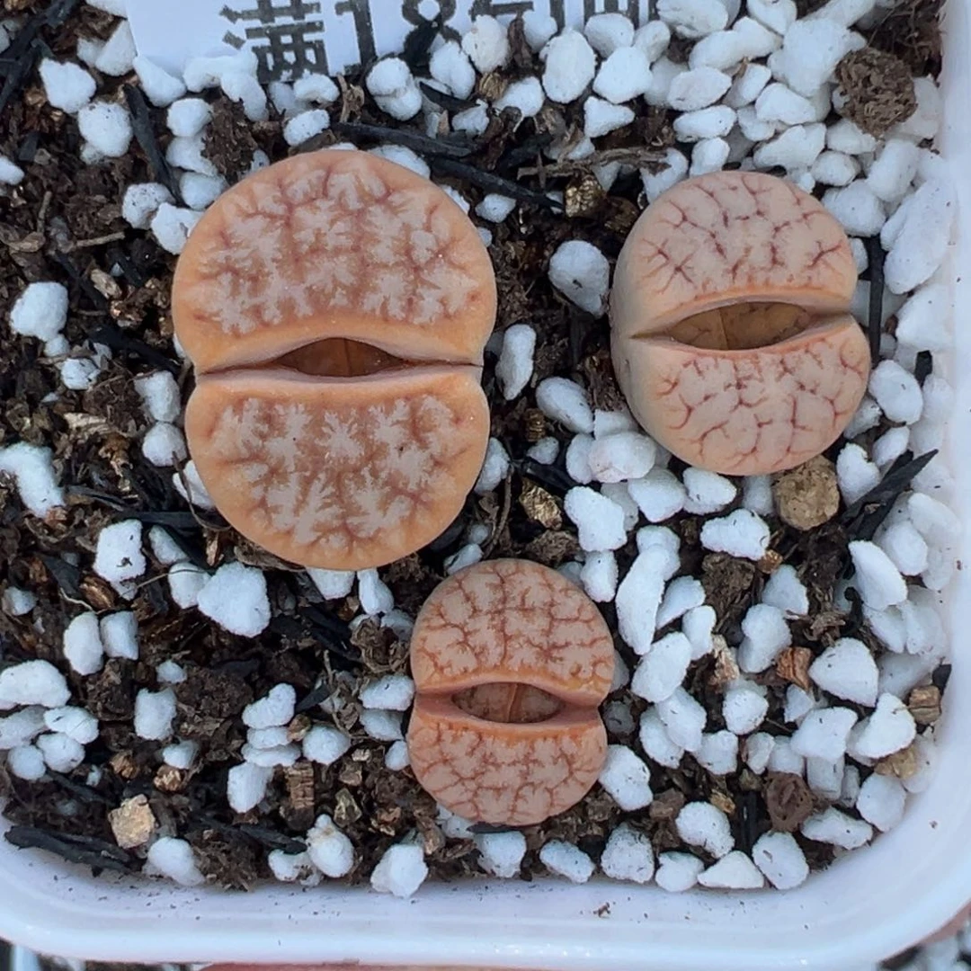 【闪购商品】095……