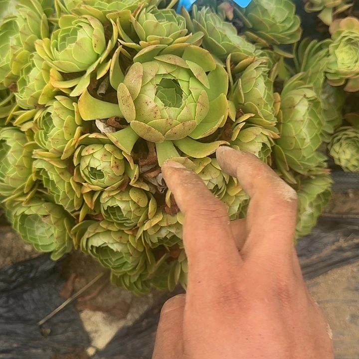 847送不售后哦哦哦