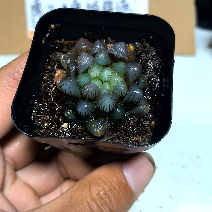 满9元包邮，小冰灯方盆