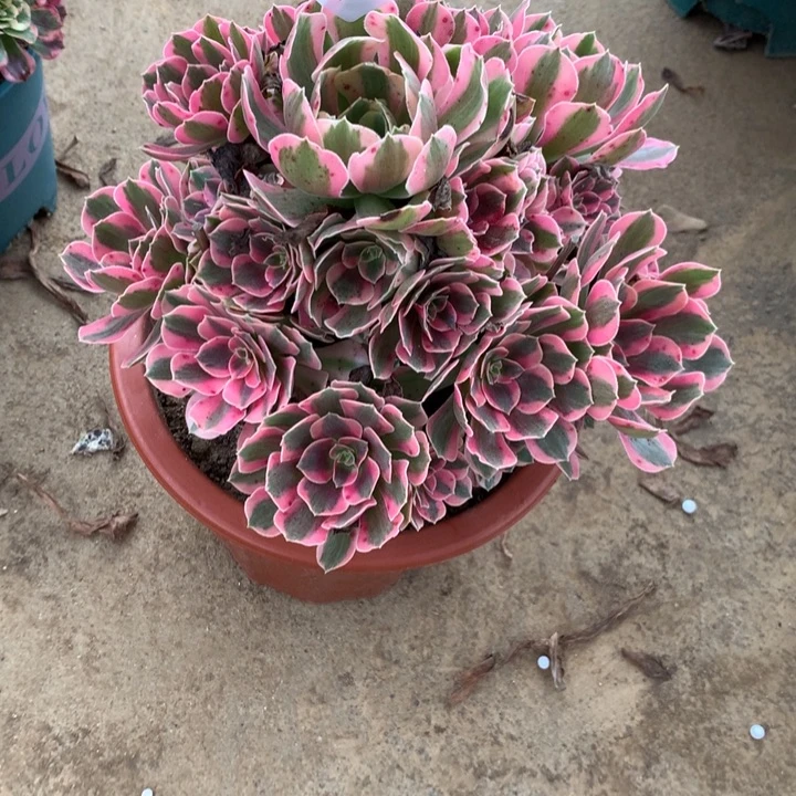 089女妖多肉植物特价