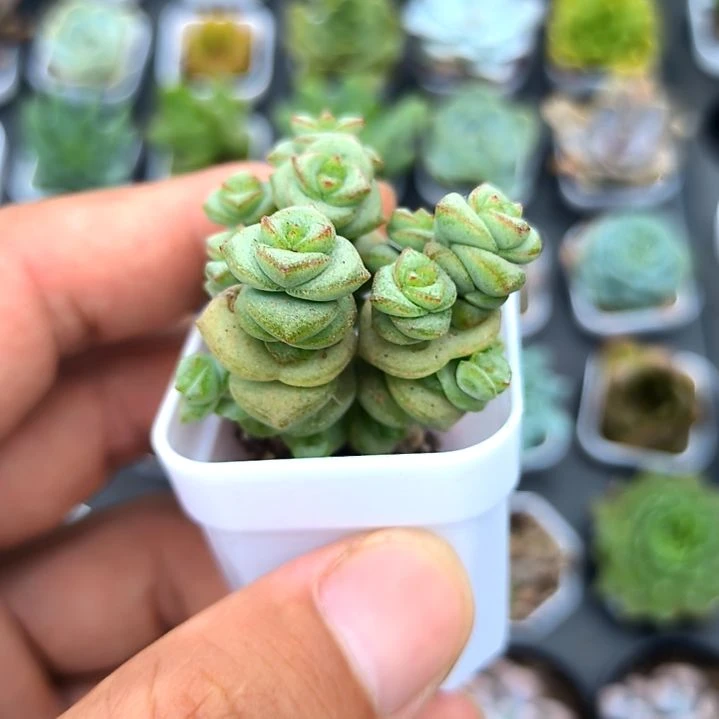 钱串多头，满5元包邮，