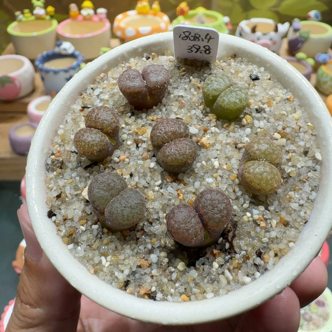 蘑菇1263超级蛋糕风铃多肉植物