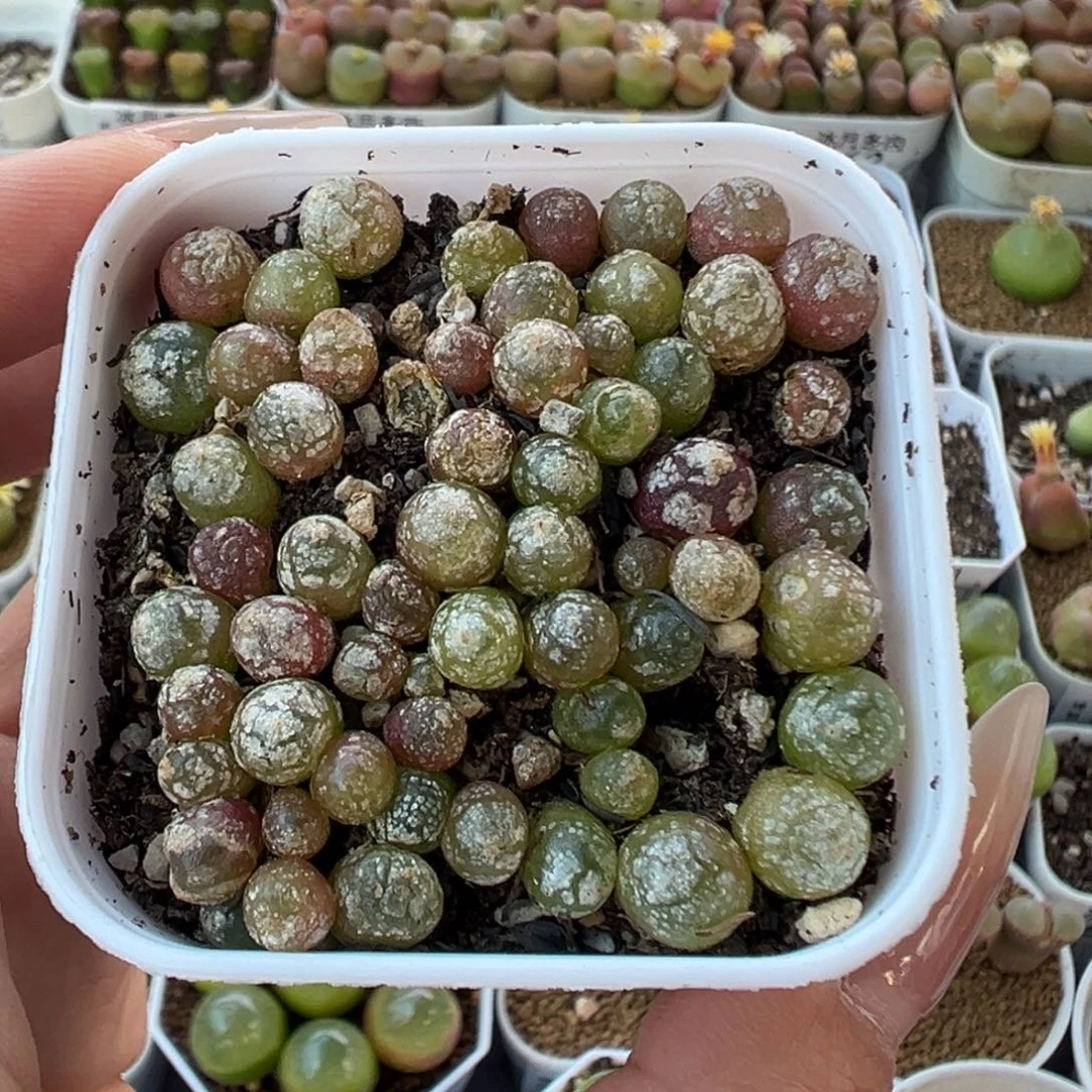 583灯泡带盆土发货