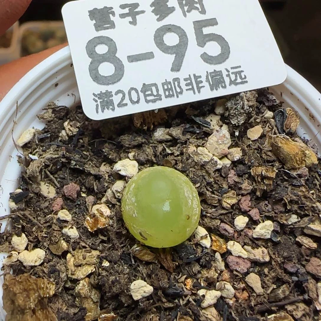 带盆土发货拉登。