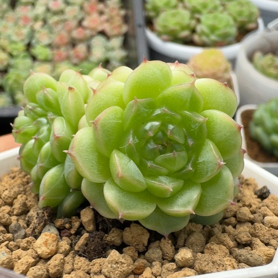 一物一拍一物一拍1109-576