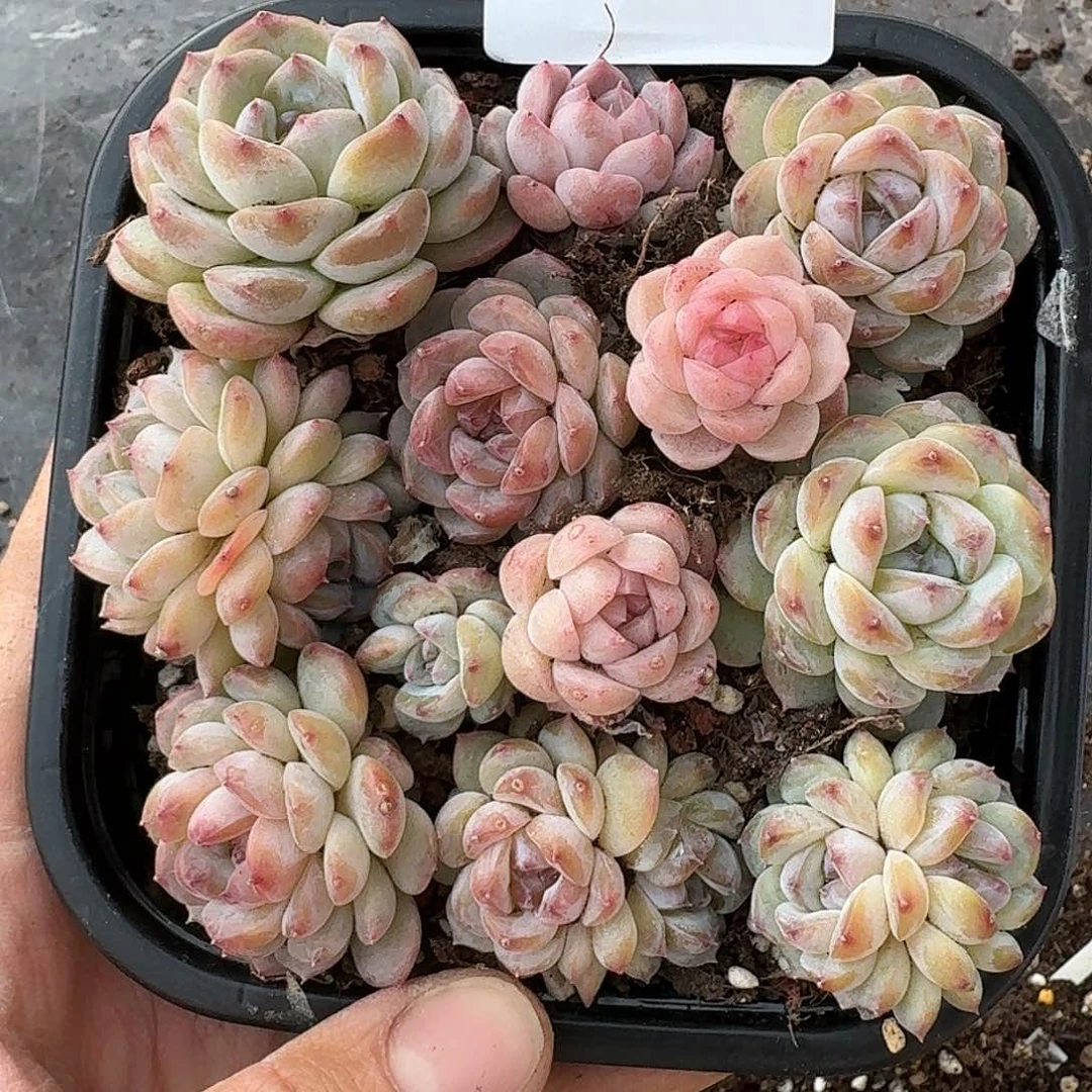 杂交新品珍妮多肉1442