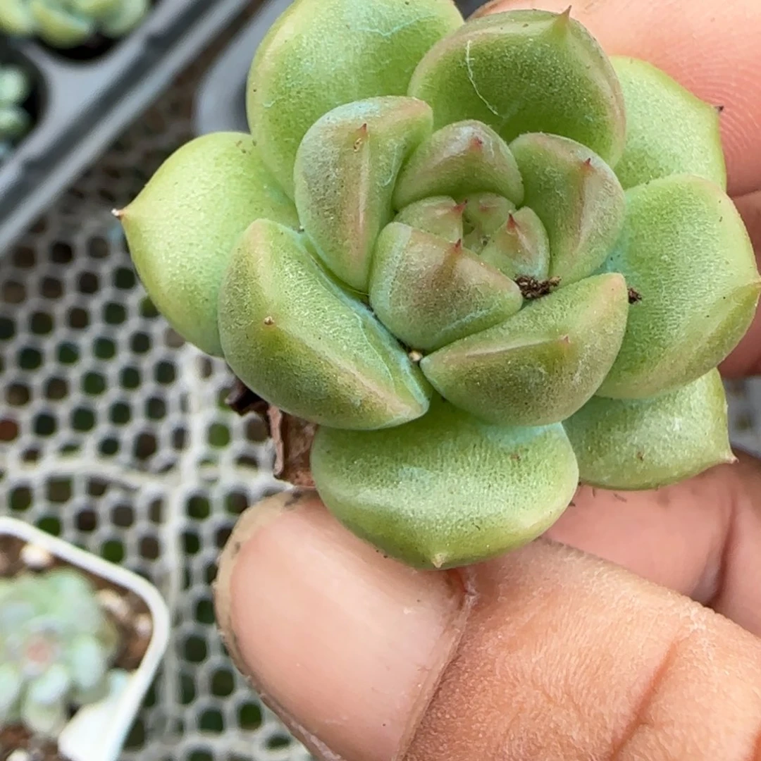 小卡拉米糖心一物一拍19-36