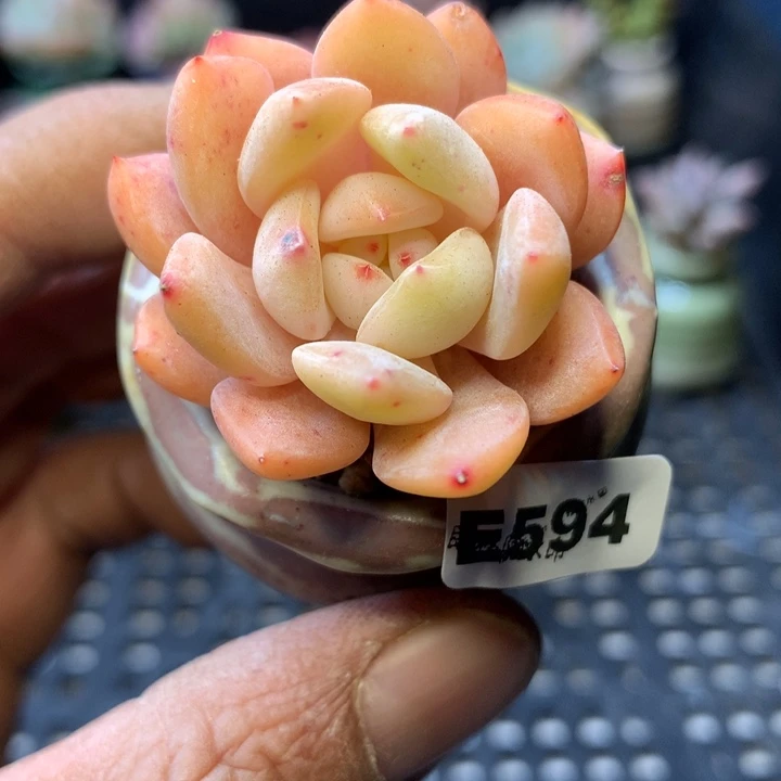 E594一物一拍连盆发