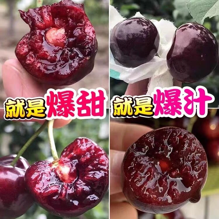 馋半仙甘肃天水套袋大樱桃 新鲜水果国产黑珍珠车厘子美早