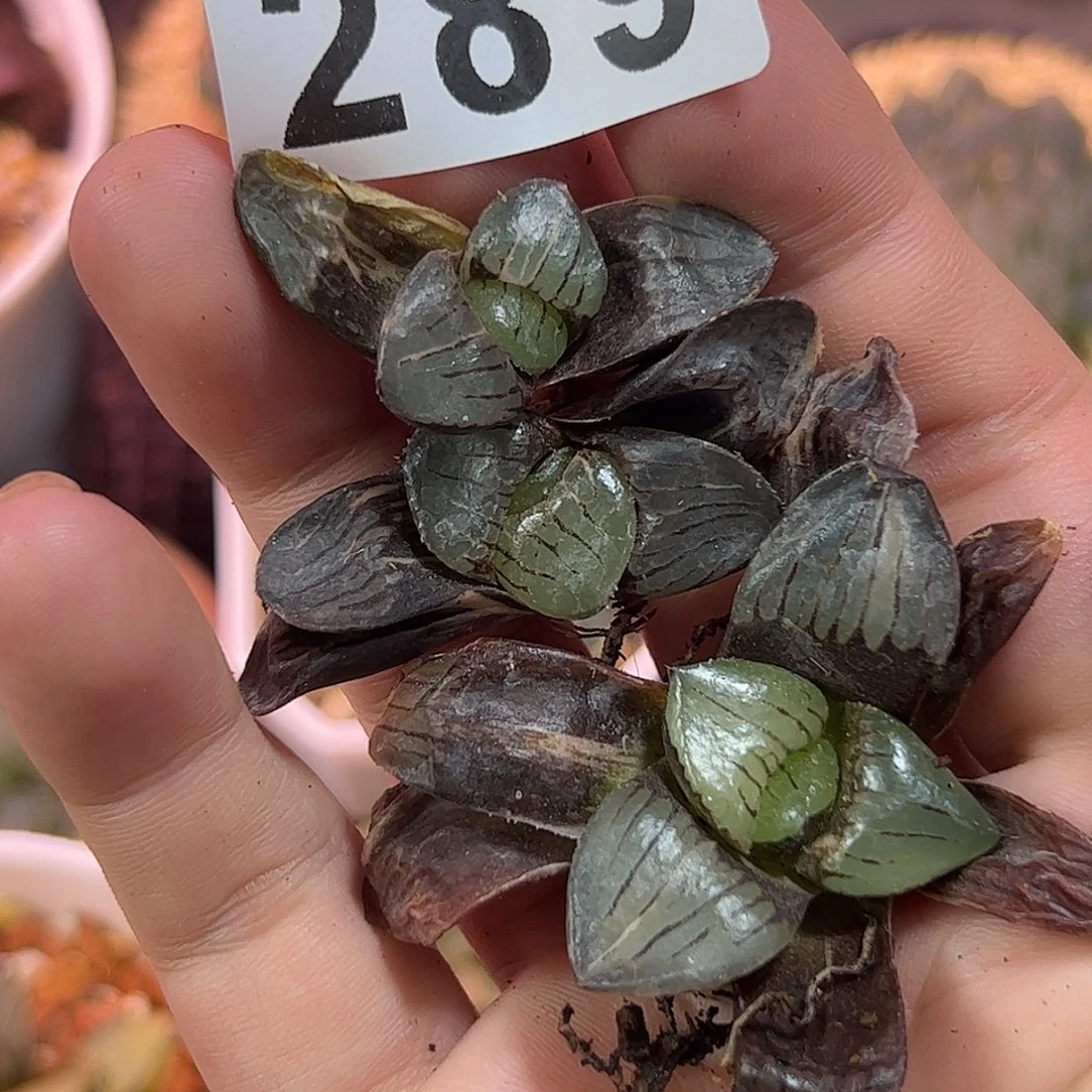 289红红火火恍恍惚惚