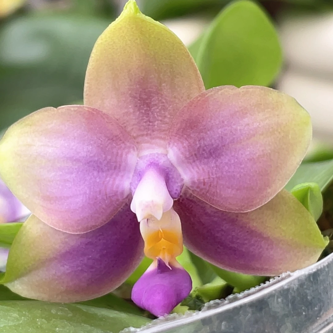 当前无花栽培后可以开花