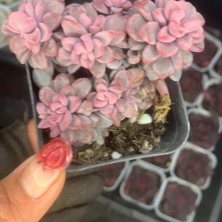 紫心（满9.99包邮不满9.99发叶子）