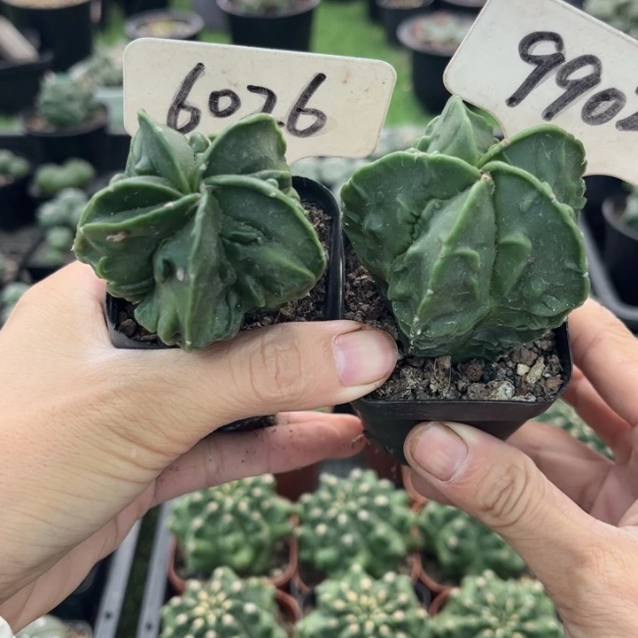 完全开放6026 9902实生核桃福利