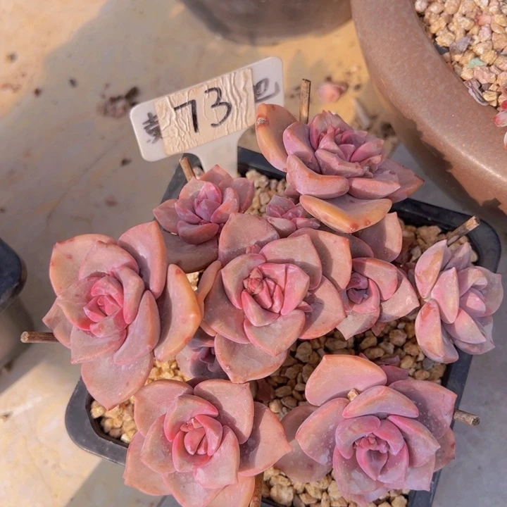 健健康康平平安安