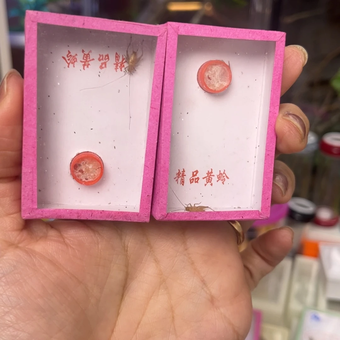 中黄中长须2只拍拍拍