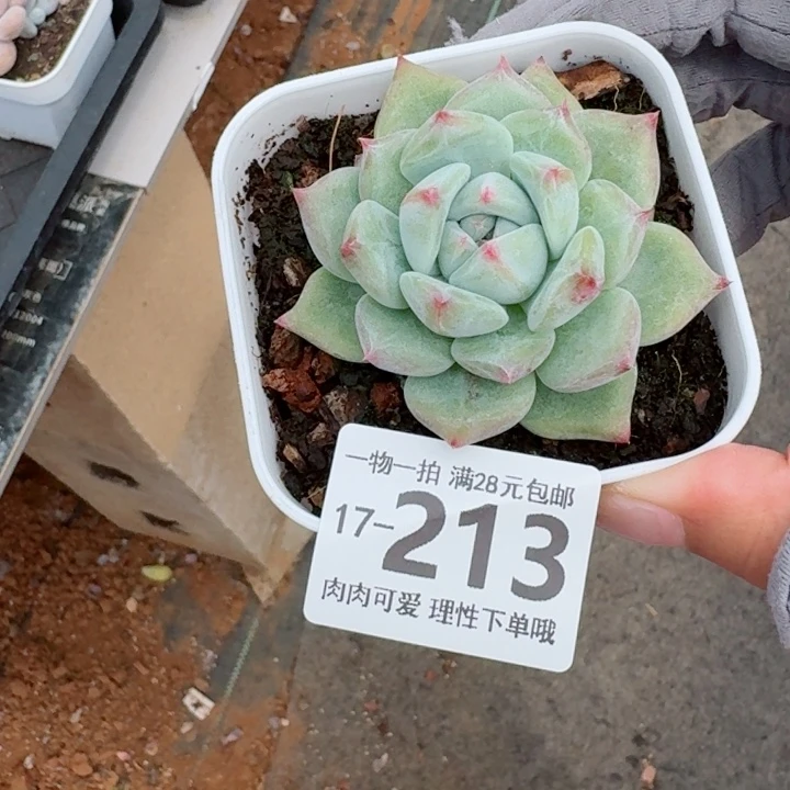 白拉糖无盆土发货多肉多