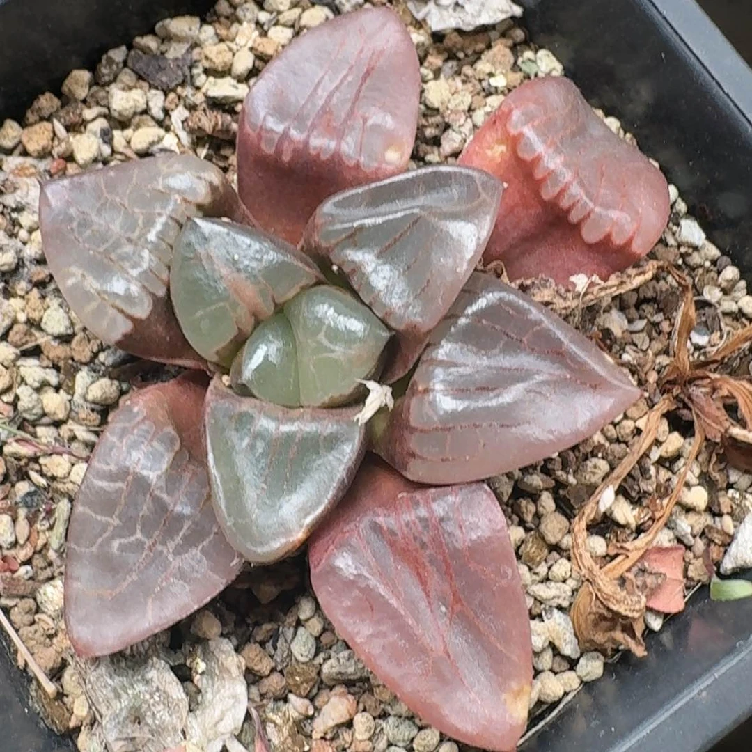 【闪购商品】实生寿呵呵呵呵