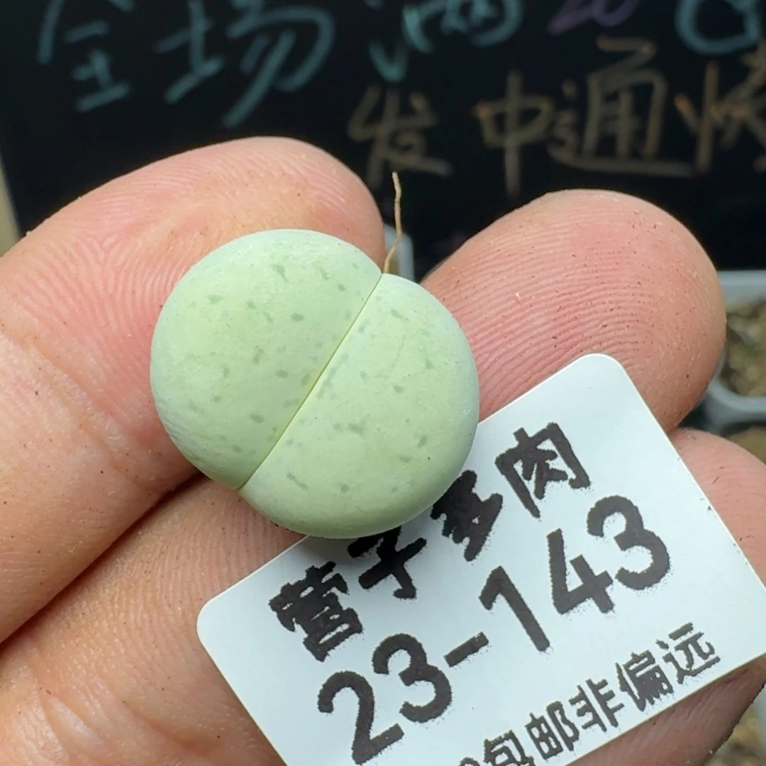 绿大白带盆土