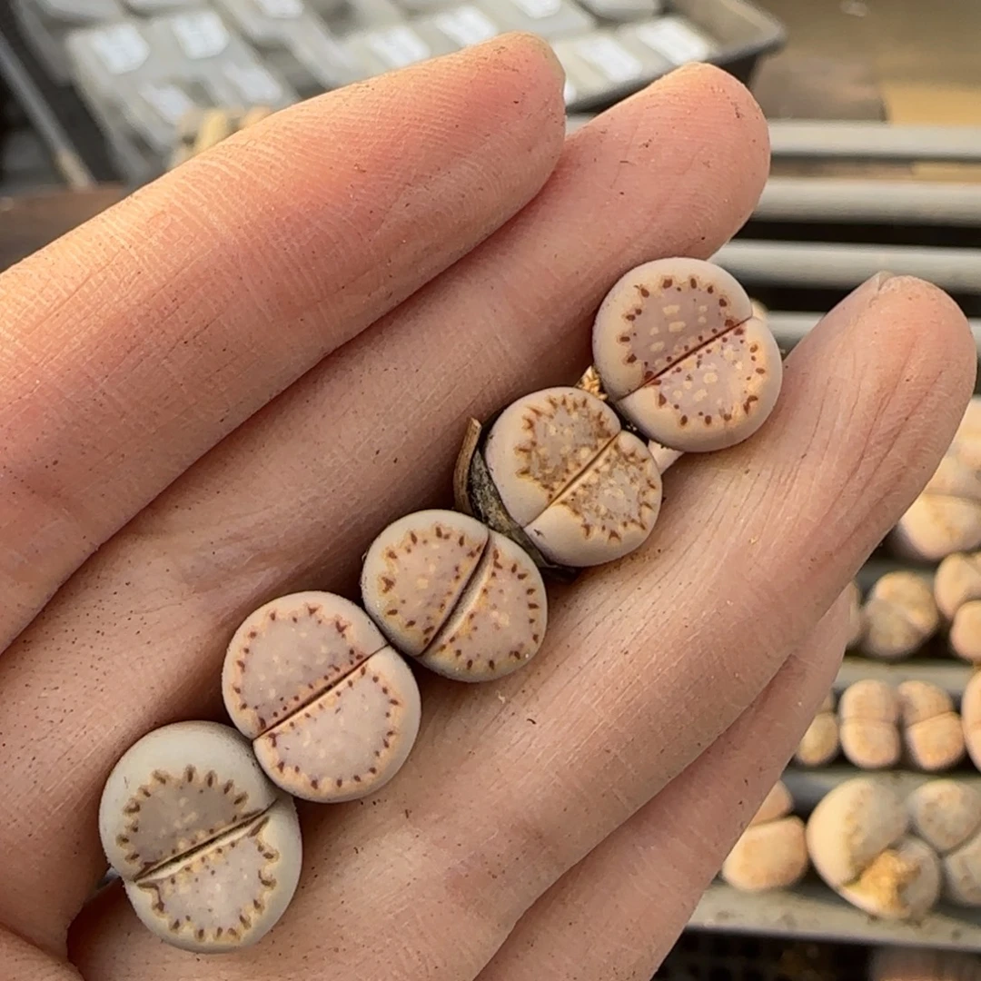 12.9爱萌多肉1621.015饼干母本福利8123