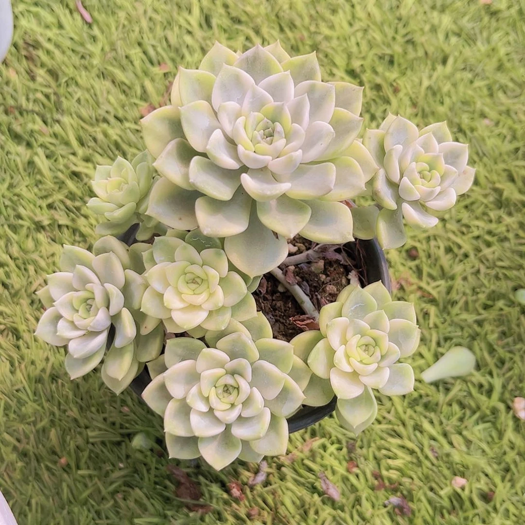 汀克贝尔锦88898899898898