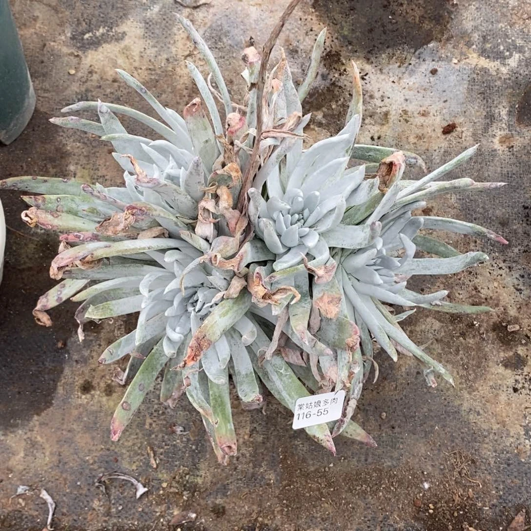 55号奥罗拉大群粗腿