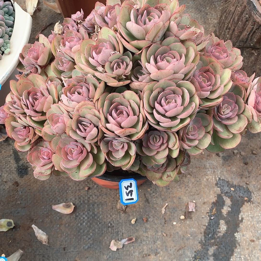 351秀妍 一物一拍多肉