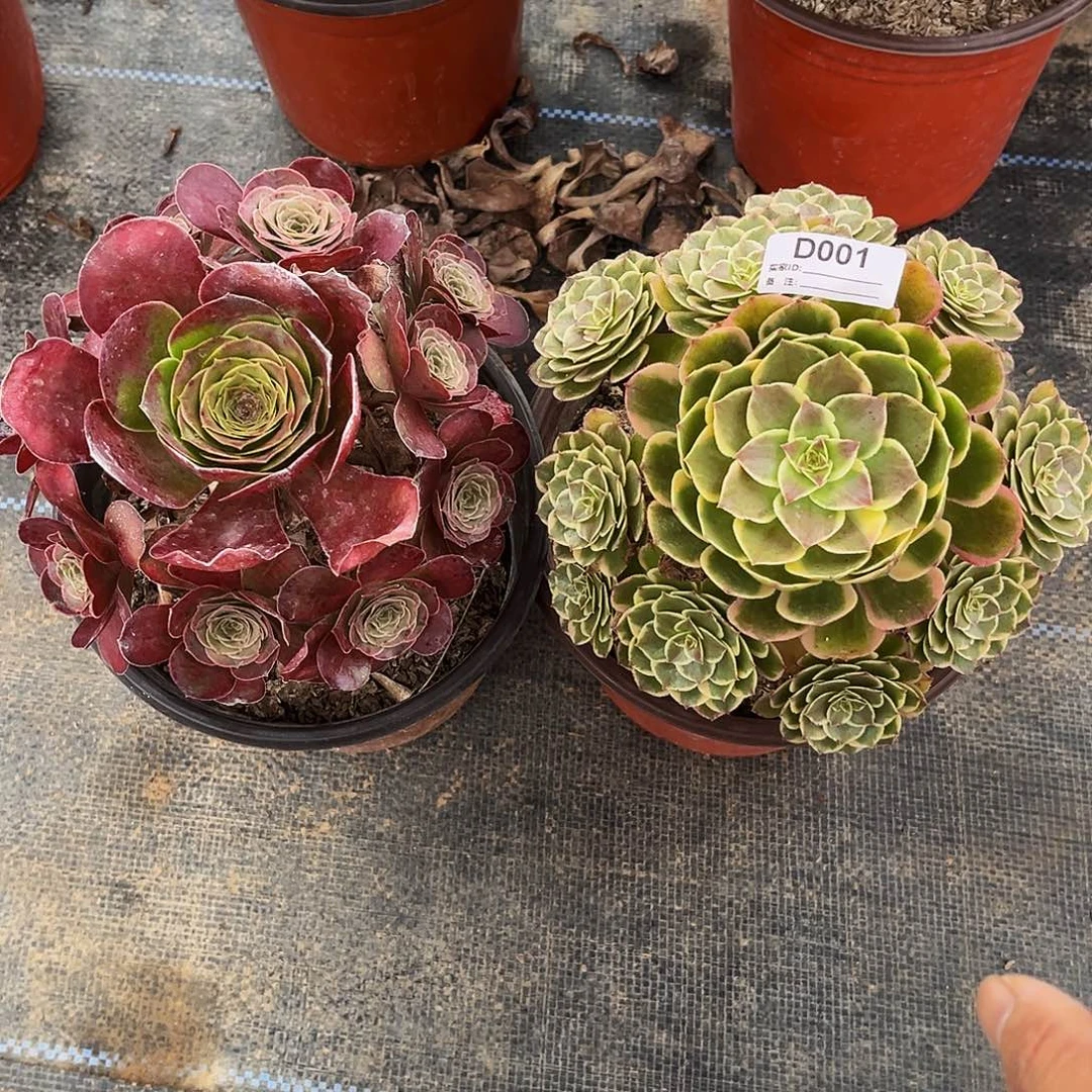 无花朵多肉植物001粉花妖，枚金