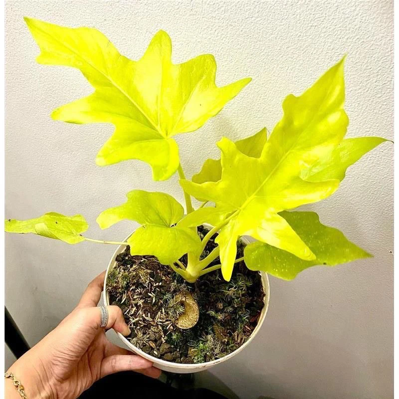 黄金春羽蔓绿绒稀有植物盆栽观叶植物