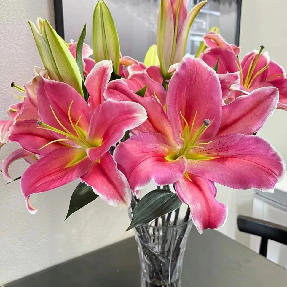 源头优选特红百合一单圆通任意两单顺丰京东发货后不支持退款